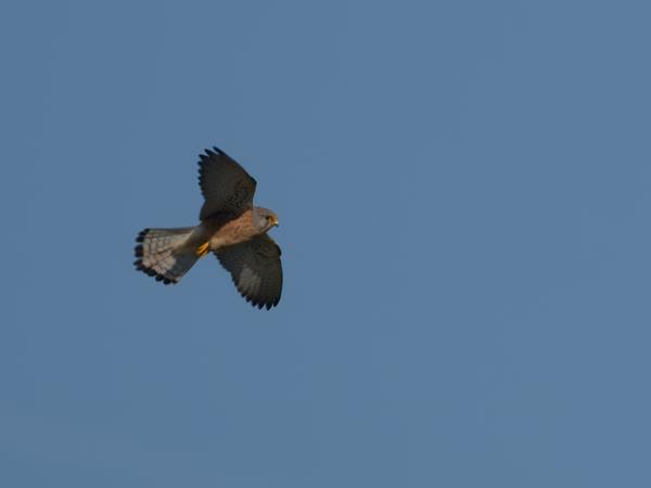 <h3>Falco&nbsp;tinnunculus / Common&nbsp;kestrel / Torenvalk</h3>OM-1 Mark II met OLYMPUS M.150-400mm F4.5 TC, 1/2000 sec  bij F5.6, ISO 200, afstand 141&nbsp;m